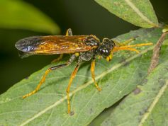 Bladhveps tenthredo campestris
